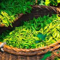 Thé vert - Gui Hua Longjing Osthmantus « Sweet »