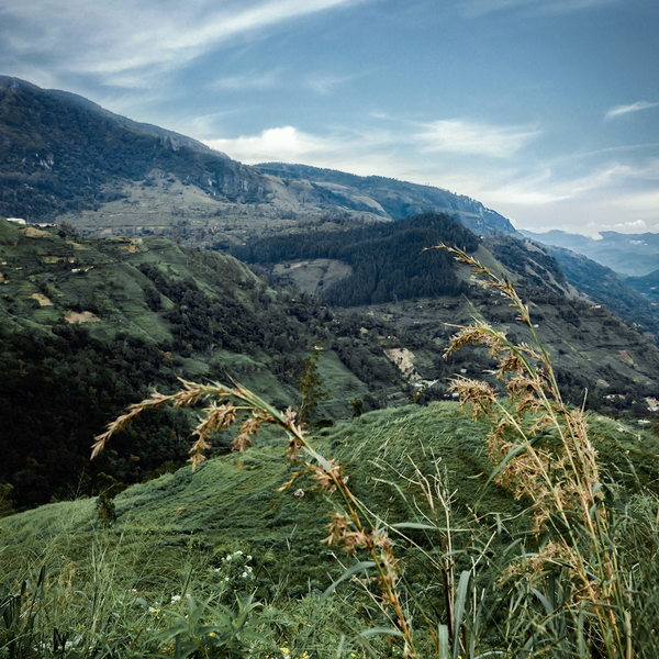 Thé noir Sri Lanka - Ceylan Highlands UVABOP - 100g